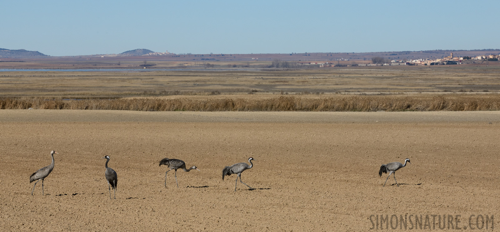 Grus grus [220 mm, 1/500 sec at f / 20, ISO 800]